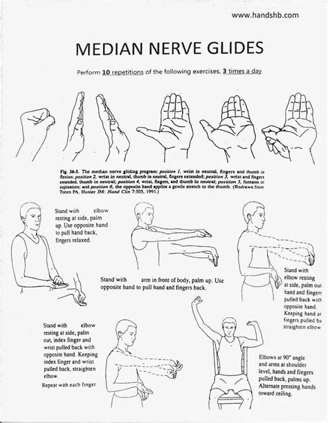 Median Nerve Glides Physical Therapy Exercises Median Nerve Hand