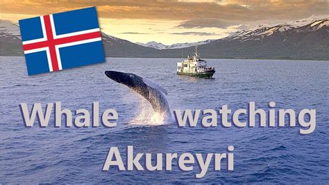 Whale Watching In Akureyri Iceland Youtube
