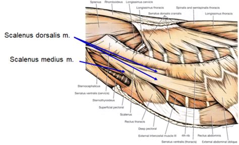Hypaxial Epaxial Thoracic Cavity Muscles Flashcards Quizlet