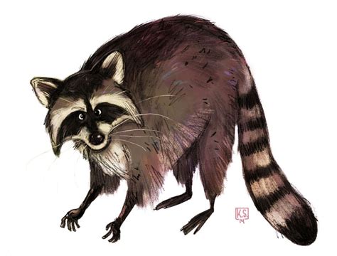 I Colored That Raccoon Drawing I Posted Some Weeks Ago Common Raccoon