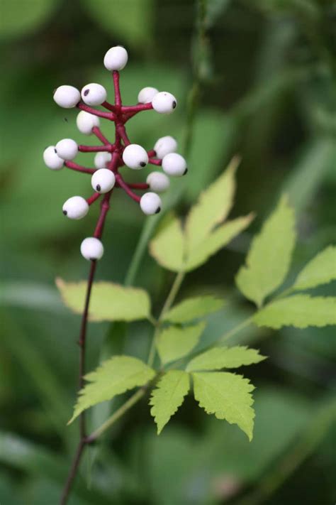 White Baneberry Actaea Pachypoda Bulk Wholesale Seeds For Planting Doll