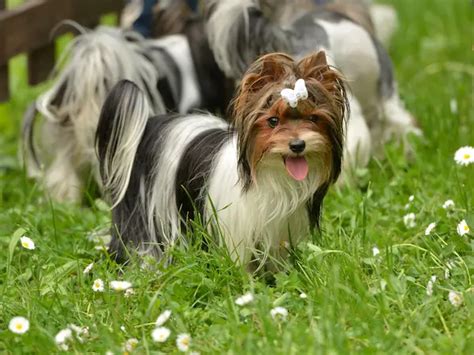 Different Yorkie Breeds A Friendly Guide To Your Options
