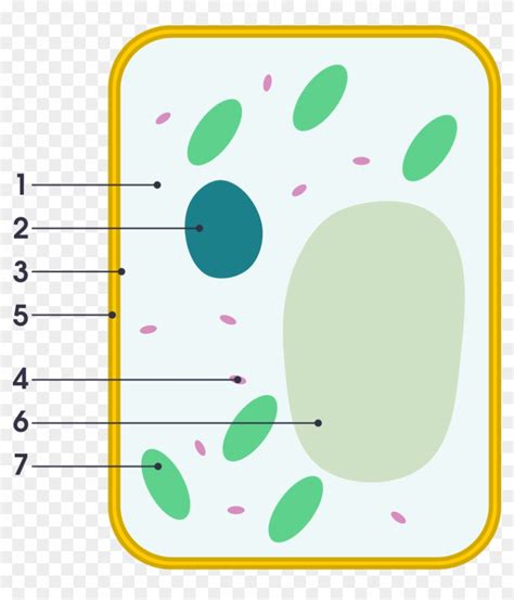 Simple Diagram Of A Cell