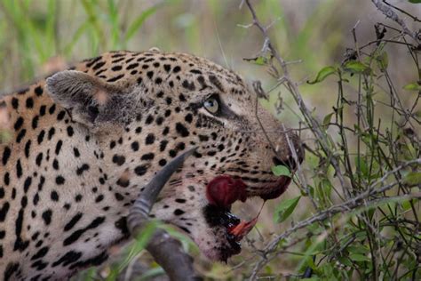 Leopard Licking Lips Africa Geographic