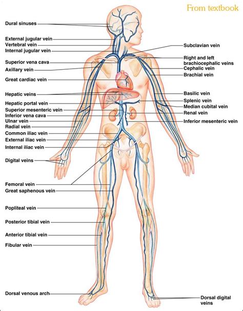 Though blood vessels are relatively small, the network is amazingly long. body+Arteries+images+and+labels | DNWalcker.Com | Laboratory Four | Anatomy, Anatomy and ...
