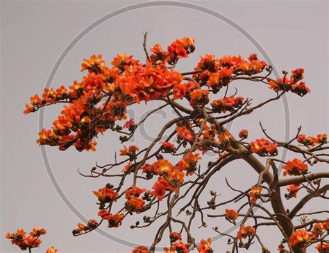 Image Of Common Bombax，cotton Tree，silk Cotton Tree、malabar Bombox