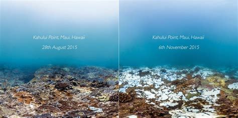 From Healthy To Dead How Coral Bleaching Is Devastating Our Oceans