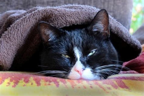 Cats who spend time outdoors. When Cats Catch a Cold: Feline Upper Respiratory Disease ...