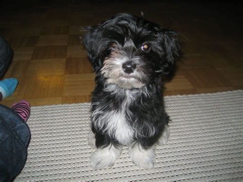 What You Should Know About Havanese Puppies