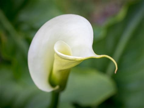 Calla Lily Hd Wallpapers Backgrounds