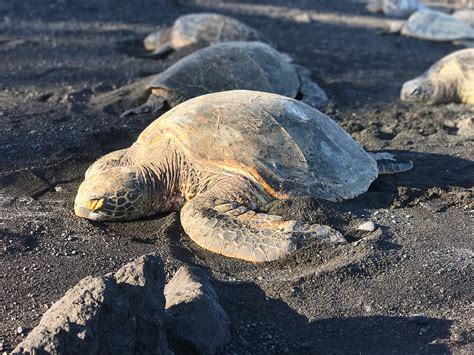 Punaluu Black Sand Beach In Hawaii Home To Hawaiian Sea Turtles