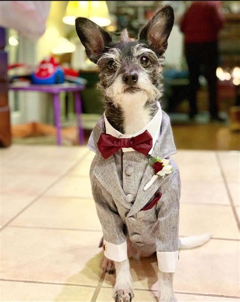 Dog Tuxedo Dog Suit Cotton Dog Suit Wedding Dog Suit Ring Etsy Ropa