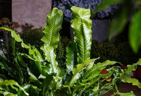 Crocodile Fern Care All You Need To Know