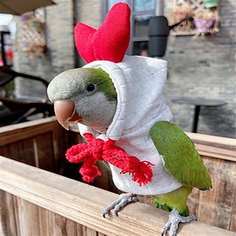 Parrot Clothesbird Suppliesparrot Bird Clothesparrot Flight Etsy