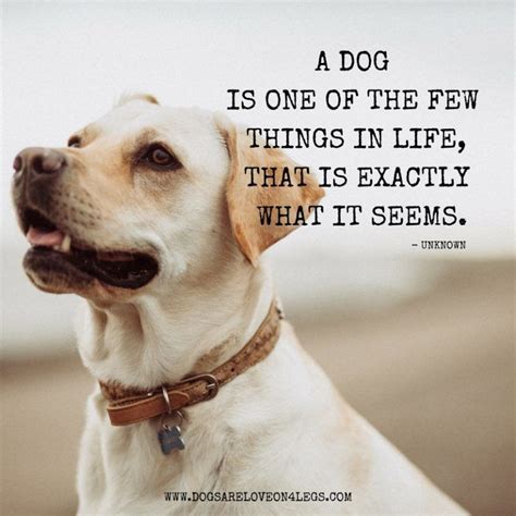 25 Best Dog Quotes For Your Cute Companion Quotes Muse