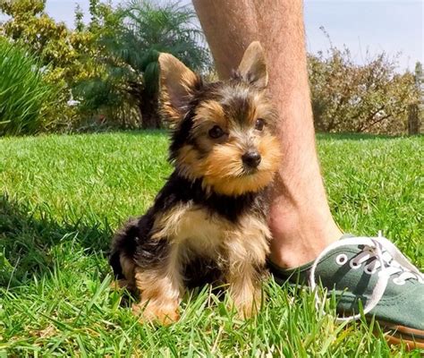 **the aspca is committed to prioritizing the health and safety of the community, the animals in our we are currently offering remote adoptions in both los angeles and new york city. Adorable Yorkie puppies for adoption Offer