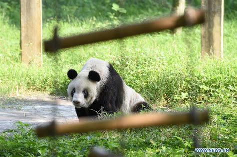 Panda Xinxings 35th Birthday Celebrated At Chongqing Zoo16