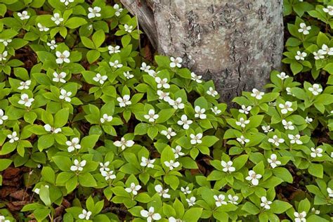 Cornus canadensis (Bunchberry) in 2020 | Ground cover, Herbaceous ...