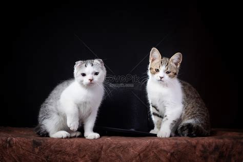 새끼 고양이 두 마리 사진 무료 다운로드 Lovepik