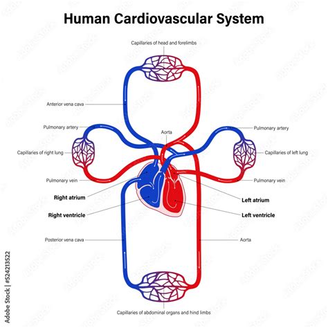 Diagram Of Human Cardiovascular System Mammalian Circulation Blood