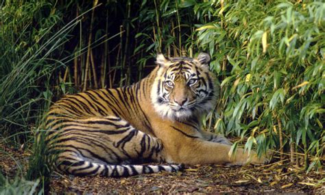 Sunda Tiger Species Wwf