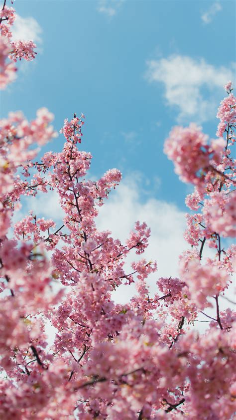 1080x1920 1080x1920 Cherry Blossom Tree Plants Park Hd Nature