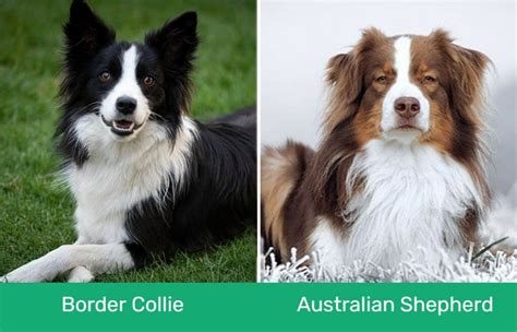 Border Collie Vs Australian Shepherd The Differences With Pictures