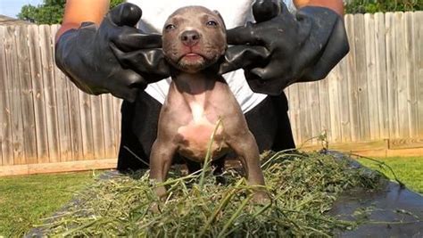 We have greyline, xtreme bully, gotti, razor edge, royal blue generation and iron cross bloodlines. Razors Edge Grand Champion Bluenose Pocket American Bully Puppies for Sale in Oklahoma City ...