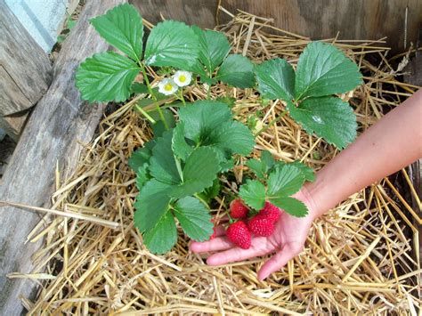 How To Plant And Grow Strawberry Garden The Easy Way