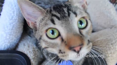 We hope that you enjoy your visit to our web site, and that it helps you to determine if one of these unique cat breeds is the. Beautiful Tabby Bengal Kittens for Pet Adoption from Cat ...