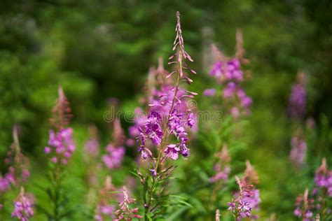 Chamaenerion Angustifolium Known As Fireweed Or Great Willowherb Stock