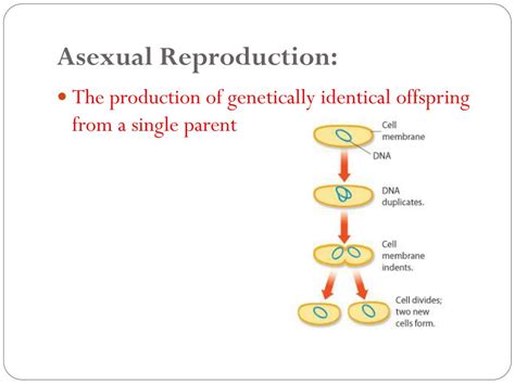 Ppt Cell Division Powerpoint Presentation Free Download Id2338549