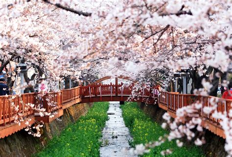 Karena bunga sakura hanya akan mekar selama 10 hari, pengunjung harus teliti menyiapkan jadwal keberangkatan. Wow 27+ Wallpaper Bunga Sakura Di Korea - Gambar Bunga HD