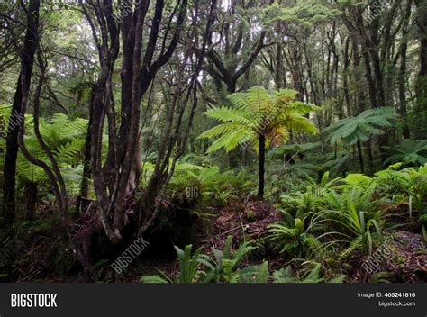 Rainforest New Zealand Image And Photo Free Trial Bigstock