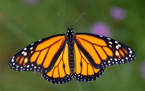 The Beauty Of Monarch Butterflies Greenability Magazine