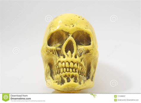 Yellow Skull stock image. Image of cranium, died, human - 111299037