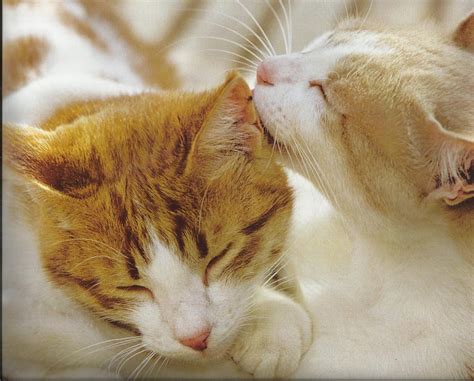 Cats Cute Kissing Paws Hd Wallpaper Pxfuel