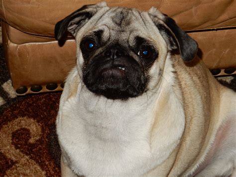 My Angry Fat Little Pug Named Lumpy Rfunny
