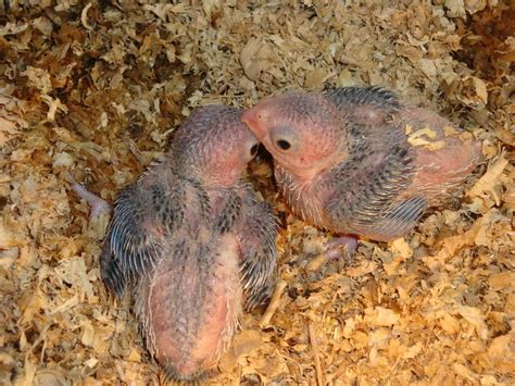 Baby Parakeets Caring Tips For Newborn Budgies Pets Checklist