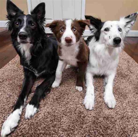 Hugging Dogs Get New Border Collie Puppy Brother The Dodo