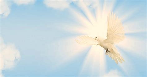 Spiritual Meaning Of White Dove Flying In Front Of You