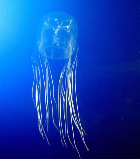 10 Largest Jellyfish In The World