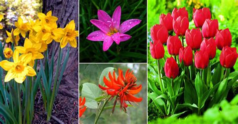 These best perennial flowers and plants have a range of bloom times to fill your garden with beautiful flowers all spring, summer, and fall. List of the Most Popular Flowers Names in Urdu • India ...