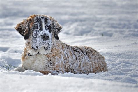 Free Images Winter Puppy Weather Season Vertebrate Snow Dog Dog