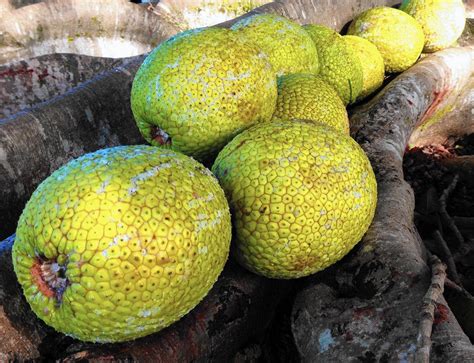 Celebrating And Savoring Breadfruit In Hana Hawaii La Times