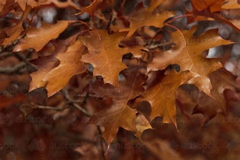 Image Of Brown Autumn Leaves On Tree Austockphoto