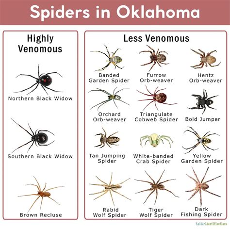 The Most Common Spiders Found In Oklahoma Nature Blog Network