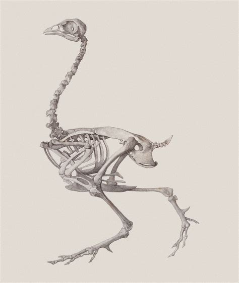 Fowl Skeleton Lateral View Royal Academy Of Arts Surfaceview