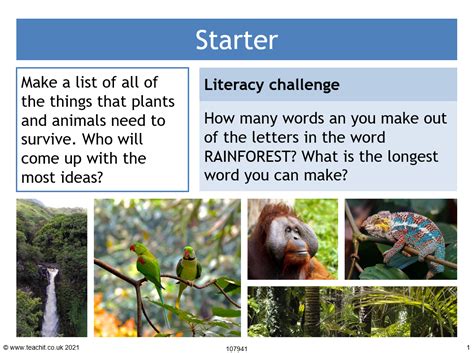 Rainforest Animals Adaptations Ks3 Geography Teaching Resource Teachit