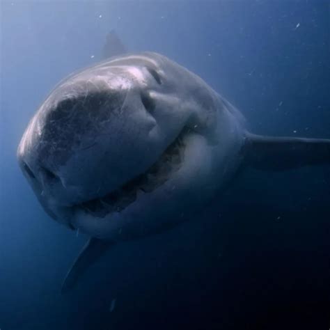 Best National Geographic Shark Documentaries On Disney Plus